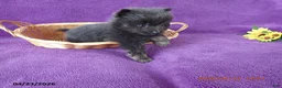 Pomeranian dogs for sale: Benji - Ad 2