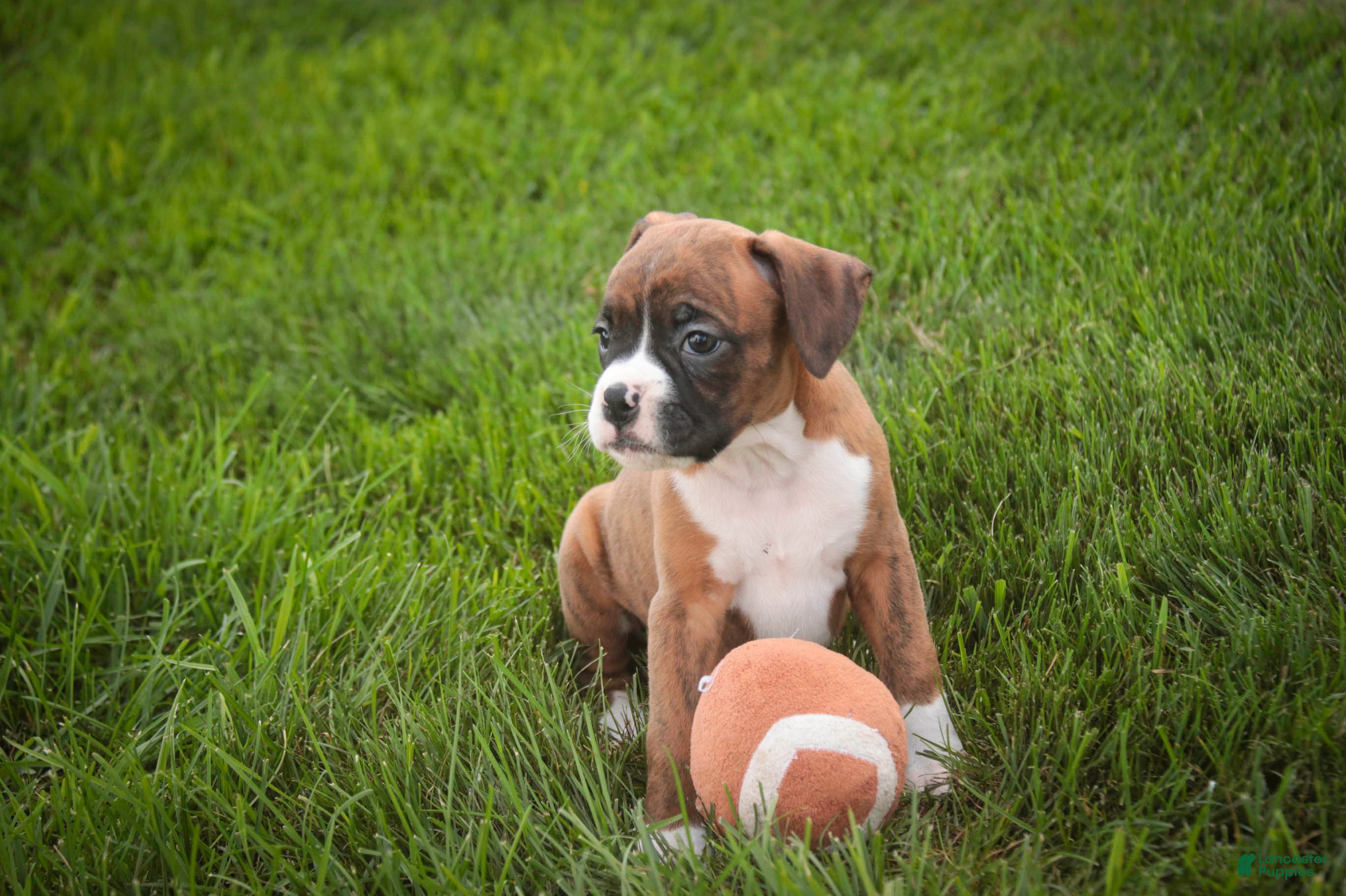 Boxer dogs Frank - Ad 2