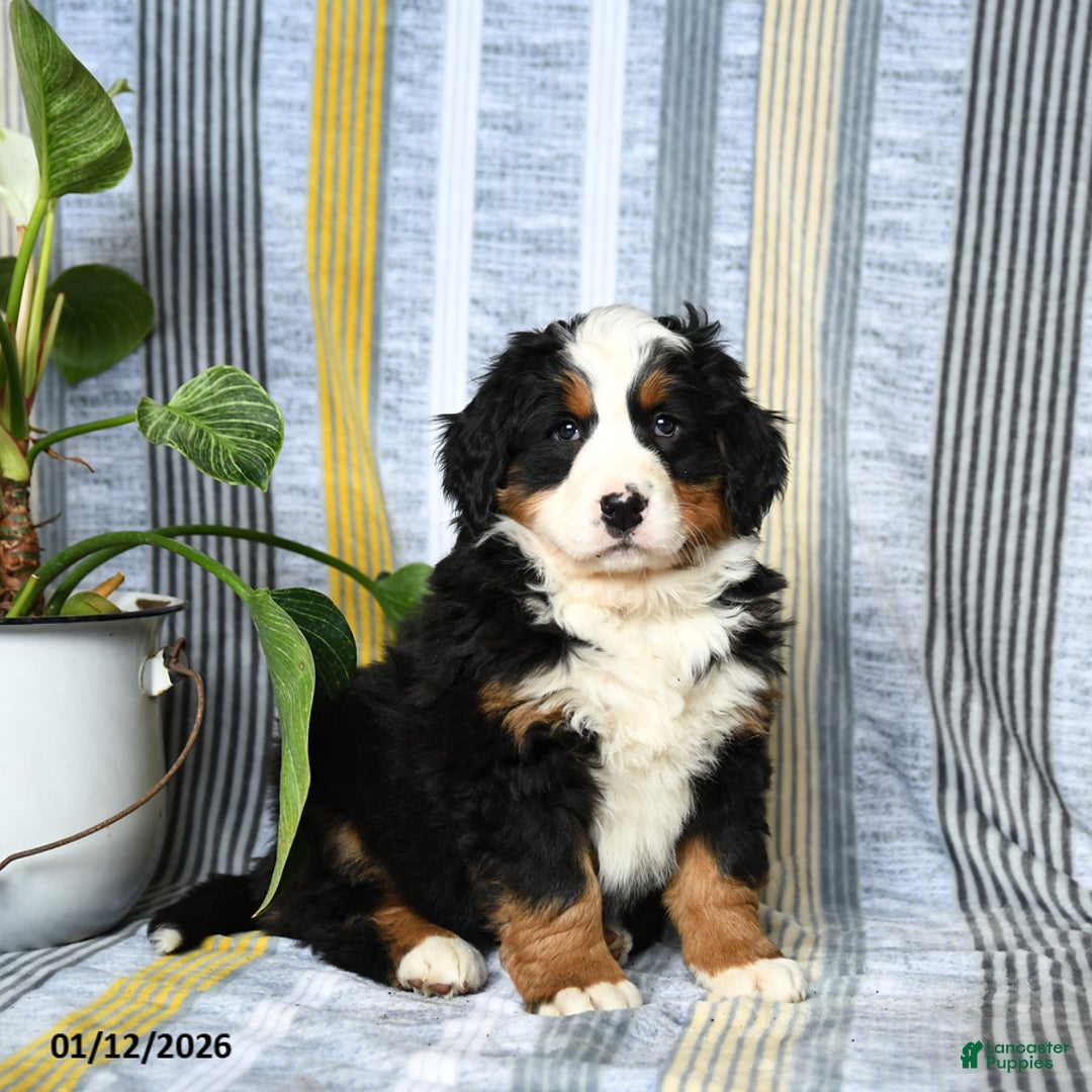 Bernese Mountain Dog dogs for sale: Brindley - Ad 1