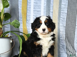 Bernese Mountain Dog dogs Brindley - Ad 36