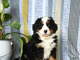 Bernese Mountain Dog dogs Brindley - Ad 38