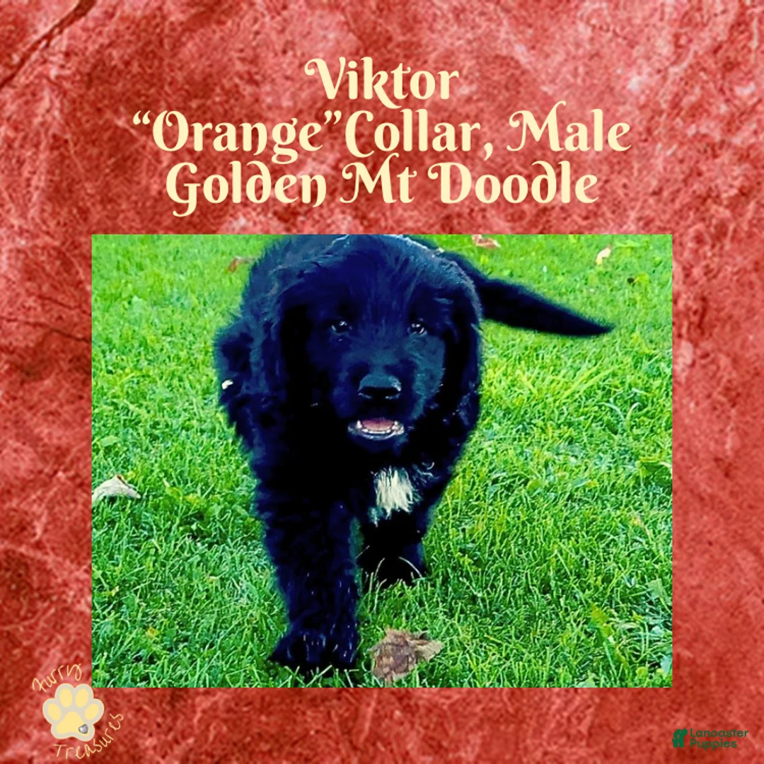 Mixed Breed dogs for sale:  ⭐ Viktor — Orange Collar • Male Golden Mountain Doodle - Ad 1