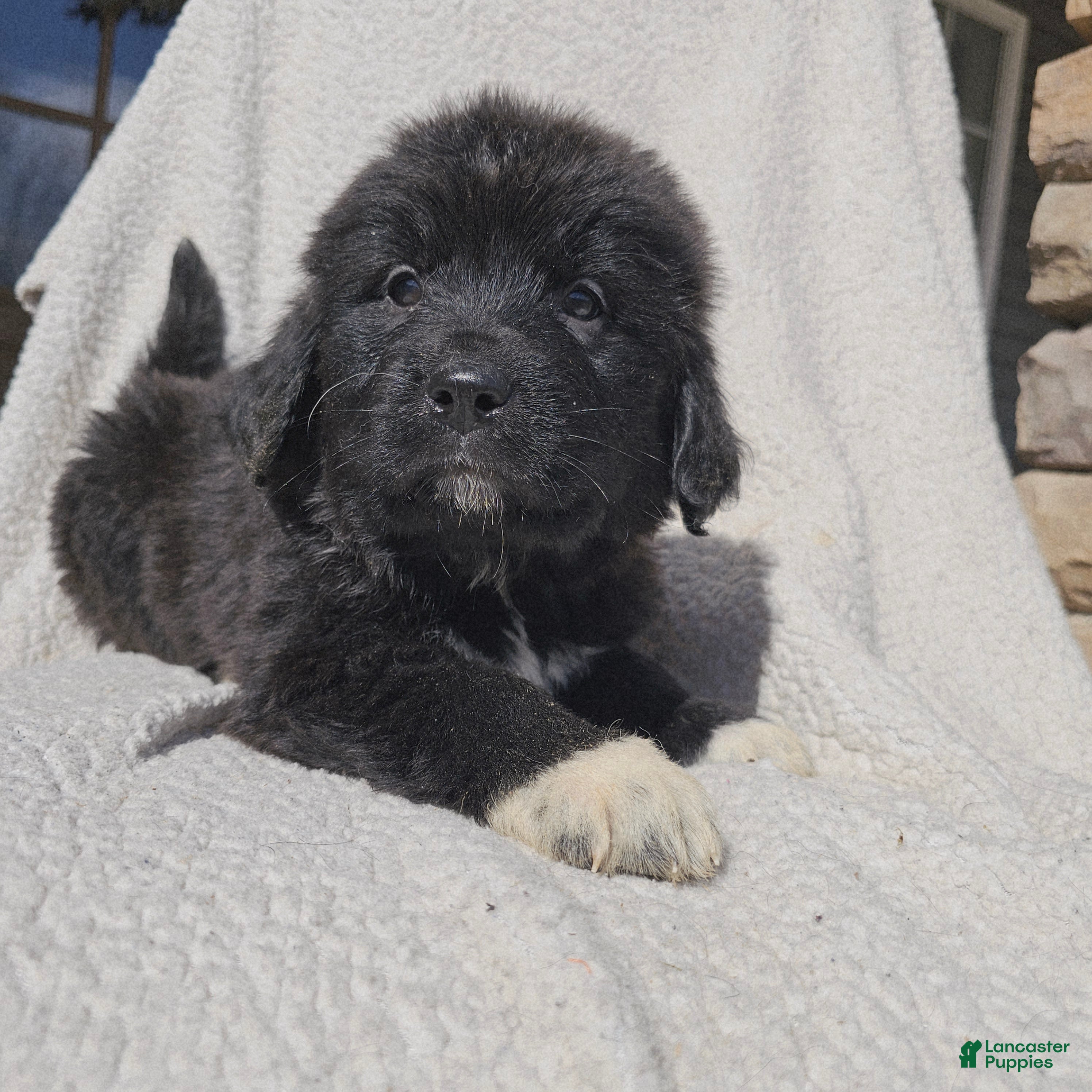 Mixed Breed dogs Franky - Ad 30