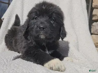 Mixed Breed dogs Franky - Ad 30