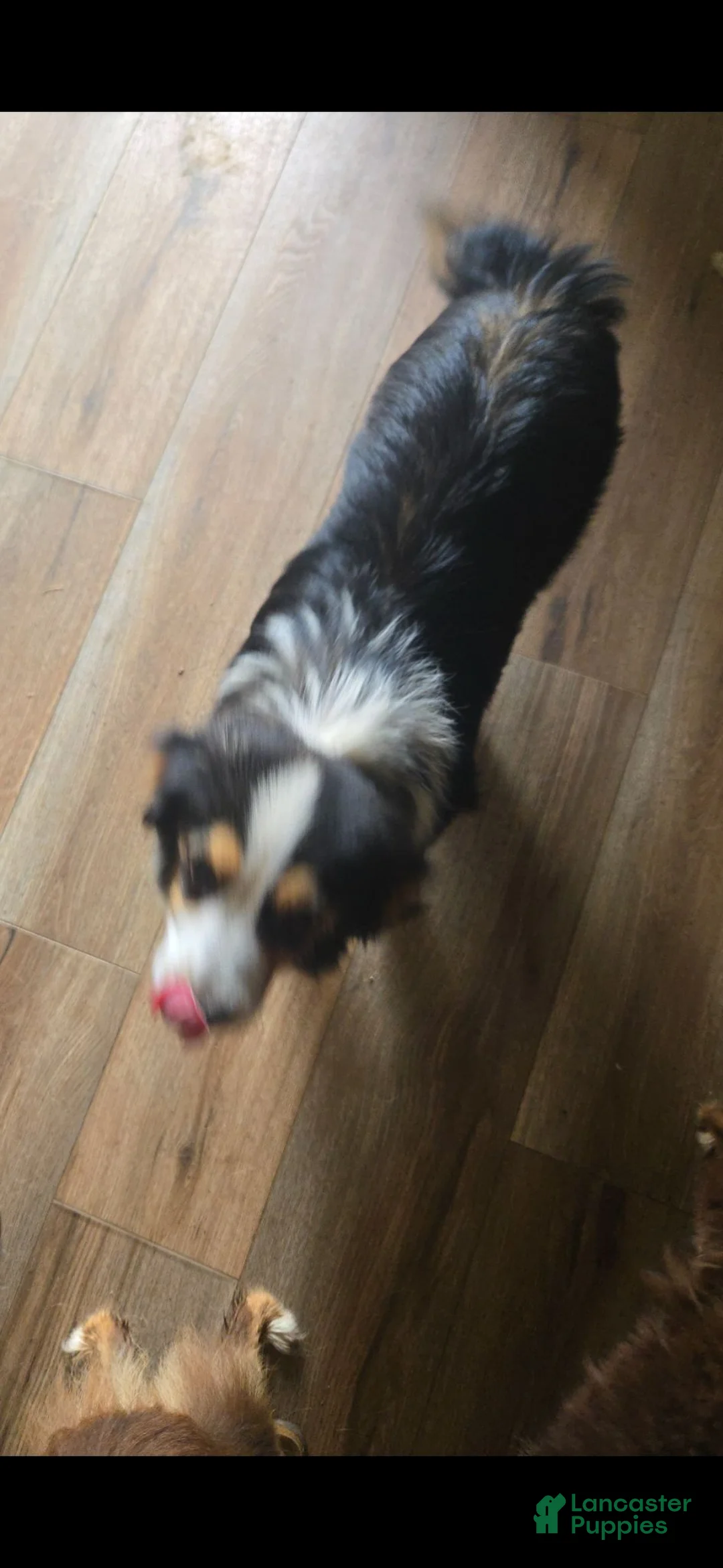 Toy Australian Shepherd dogs for sale: Toy Australian Shepherd 1 - Ad 2