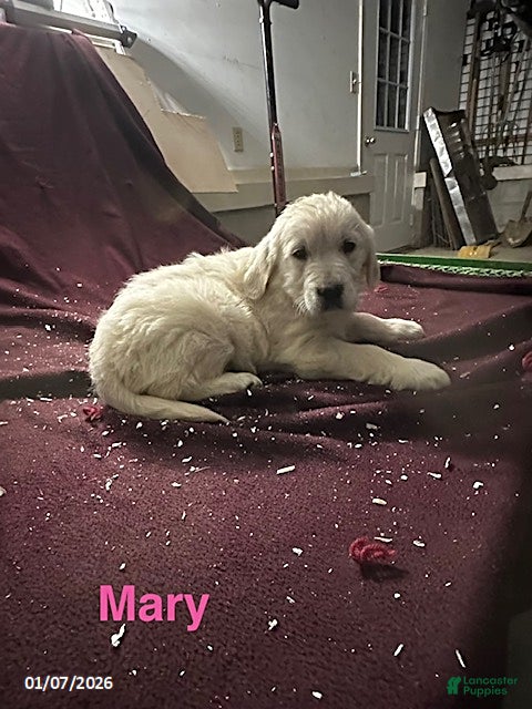 Golden Retriever dogs Mary - Ad 18