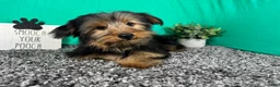 Yorkshire Terrier dogs for sale: Yorkshire Terrier 1 - Ad 8