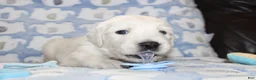Golden Retriever dogs for sale: 4th choice male avilable - Ad 5