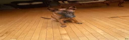 Belgian Malinois dogs for sale: Belgian Malinois 1 - Ad 4