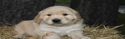 Golden Retriever dogs for sale: Gabby - Ad 10