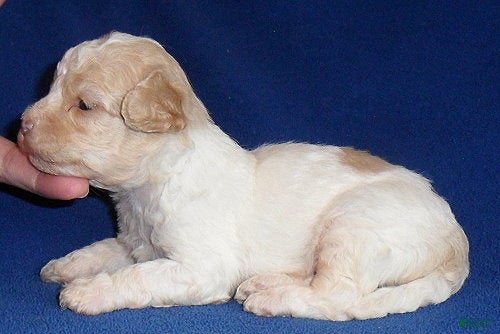 Shihpoo dogs Milo - Ad 2