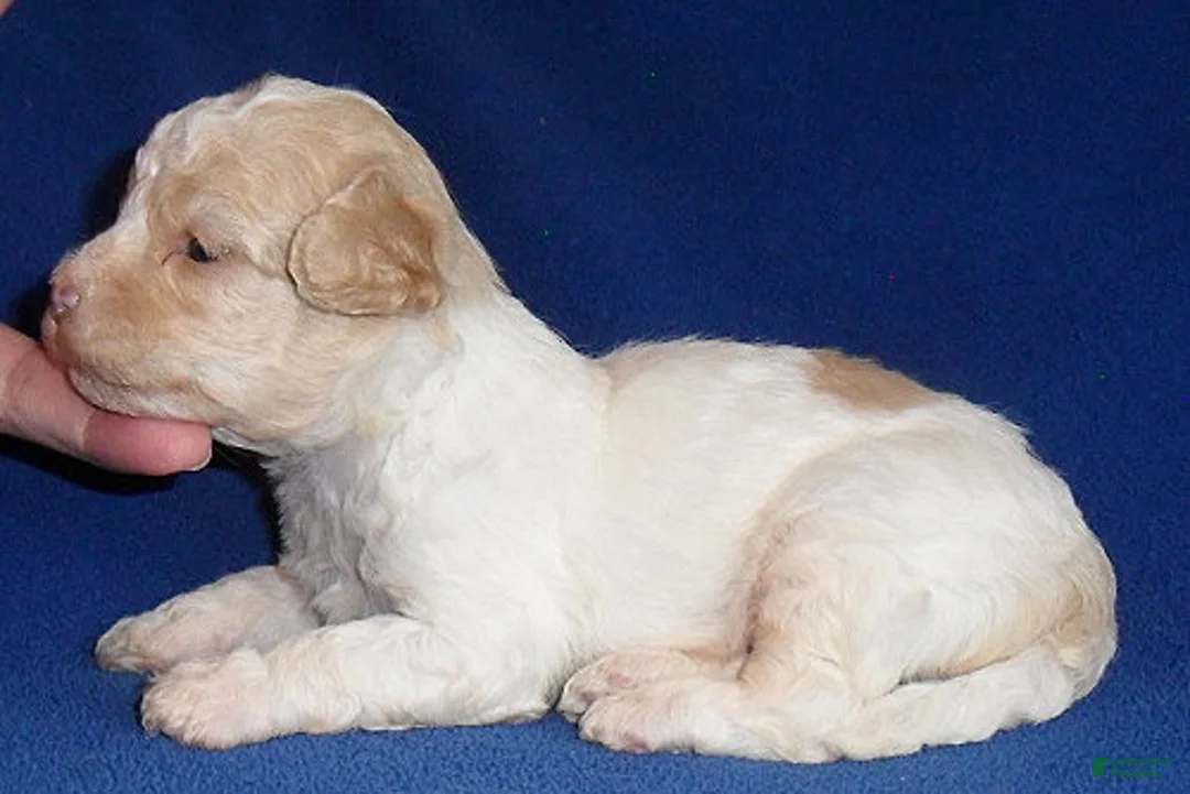 Shihpoo dogs for sale: Milo - Ad 2