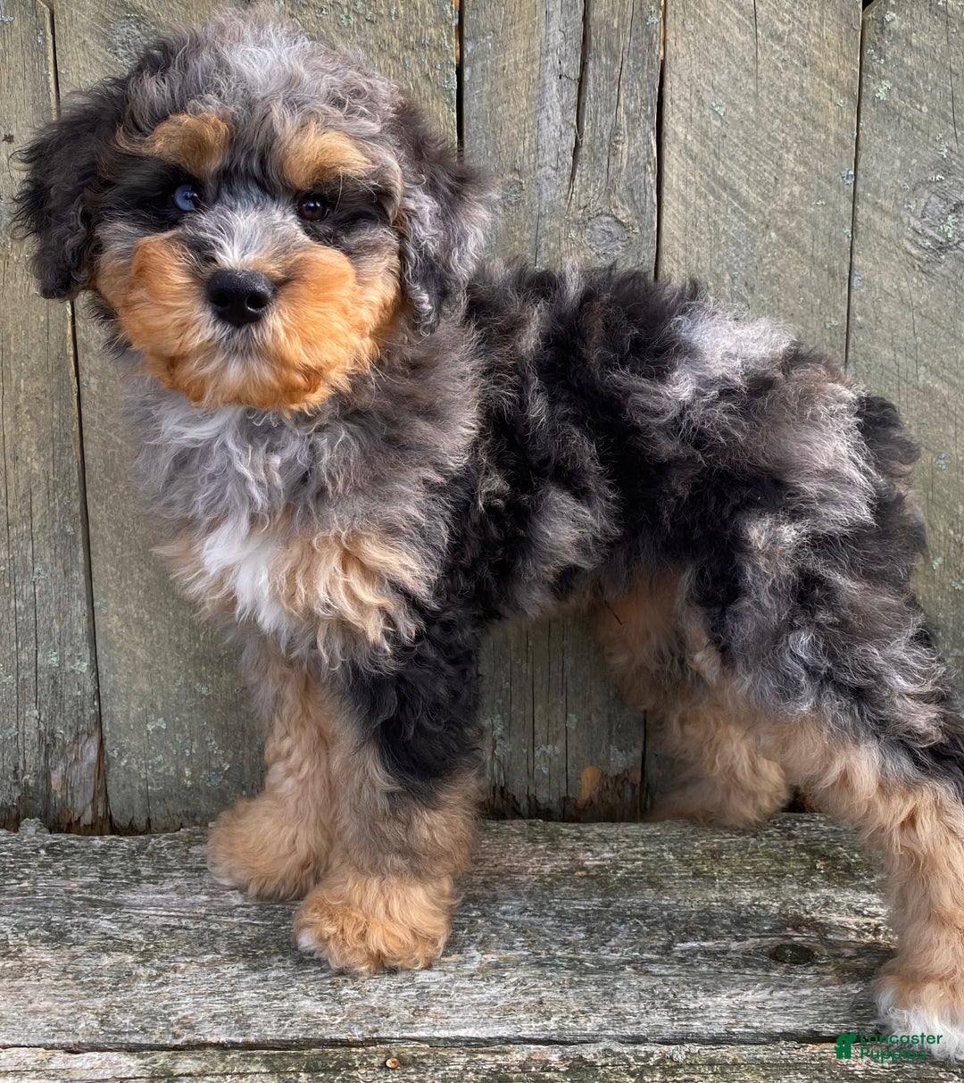 Mini Bernedoodle dogs for sale: 💚 IN BOSTON MASSACHUSETTS AREA 💚 3/4 BRIGHT BLUE 1/4 DARK BROWN RIGHT EYE 💚 MINI BERNEDOODLE 💚 - Ad 2