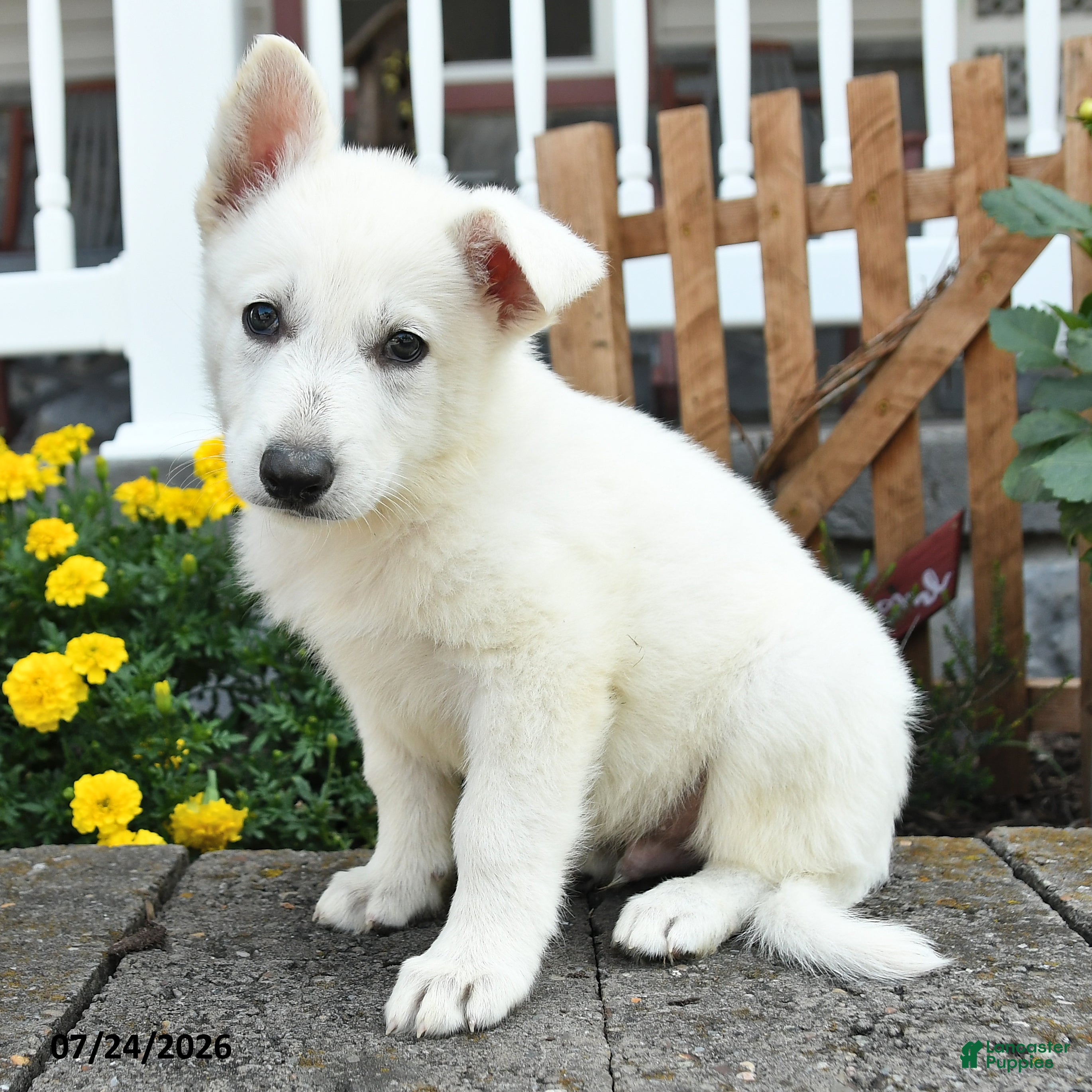 German Shepherd dogs Kade - Ad 2