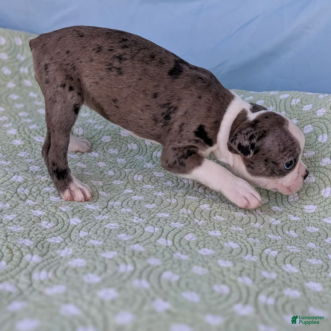 Boston Terrier dogs for sale: Mrs. Kringle - Ad 12