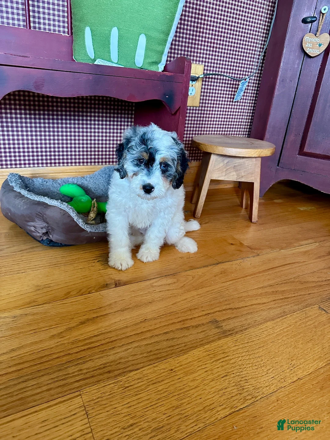 Mini Bernedoodle dogs for sale: Bee - Ad 6