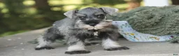 Miniature Schnauzer dogs for sale: Qeleigh Miniature Schnauzer  - Ad 5