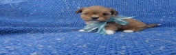 Shihpoo dogs for sale: Timmy - Ad 1