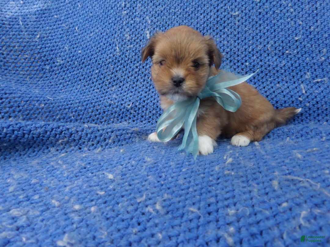 Shihpoo dogs for sale: Timmy - Ad 1