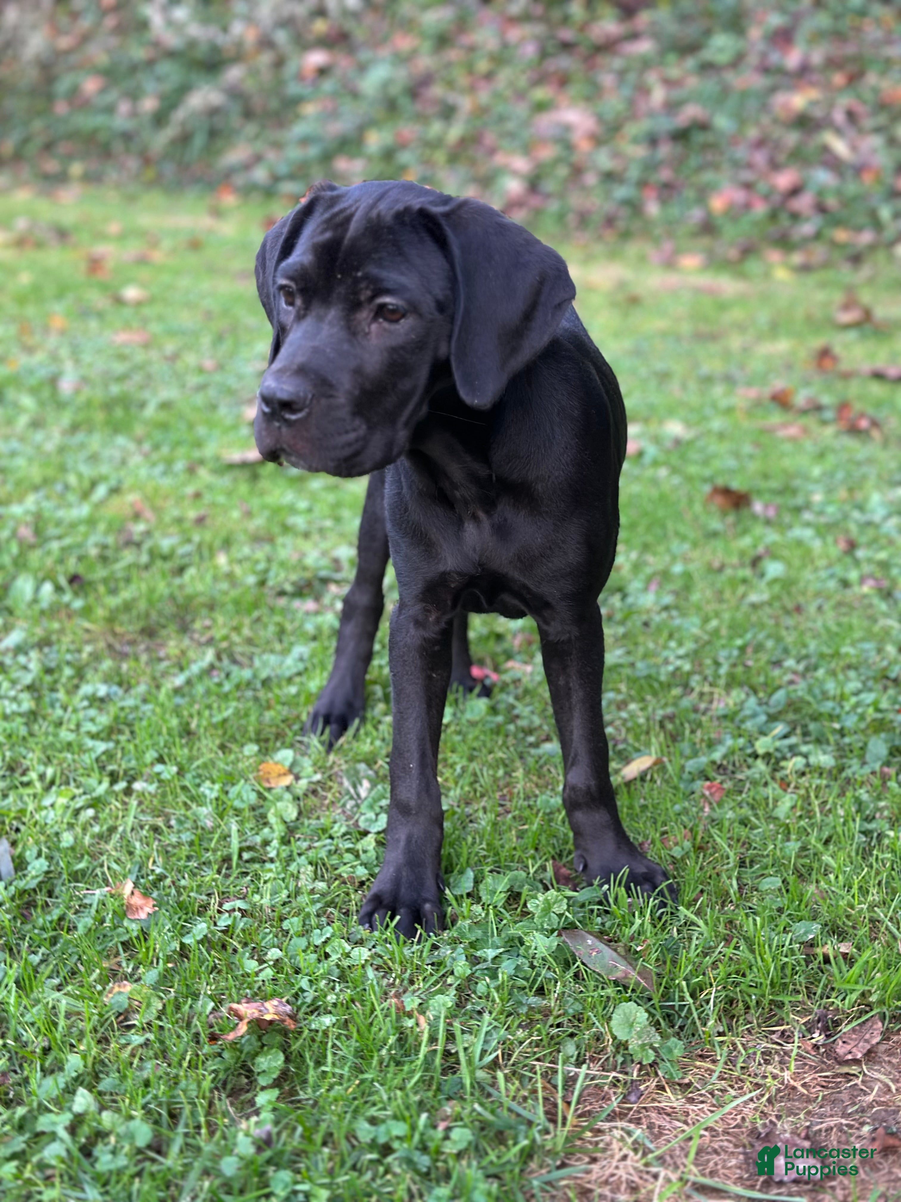 Cane Corso dogs for sale: Storm - Ad 38
