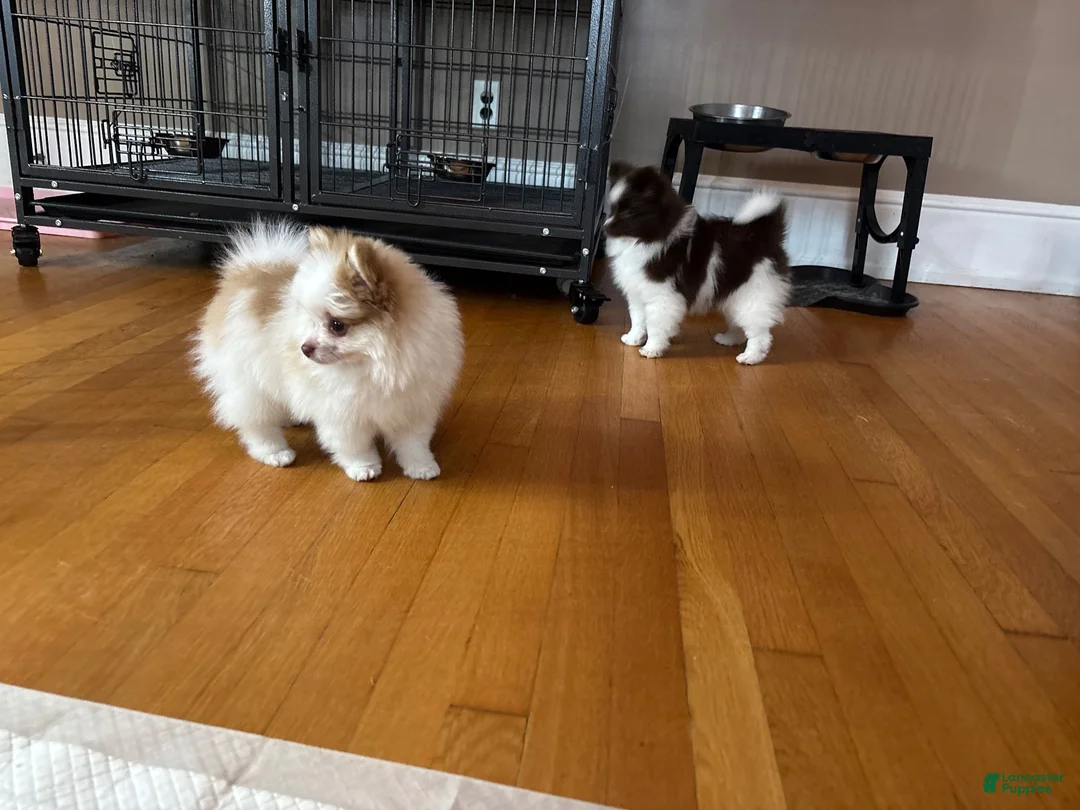 Pomeranian dogs for sale: Pomeranian 2 - Ad 4