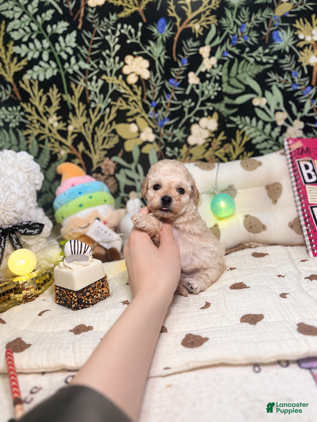 Toy Poodle dogs Jimmy - Ad 1