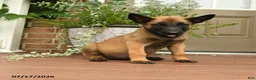 Belgian Malinois dogs for sale: Ruby - Ad 3