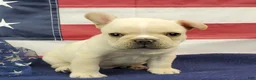 French Bulldog dogs for sale: Keoki - Ad 8