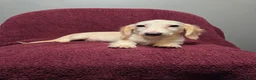 Miniature Dachshund dogs for sale: Sophie - Ad 8