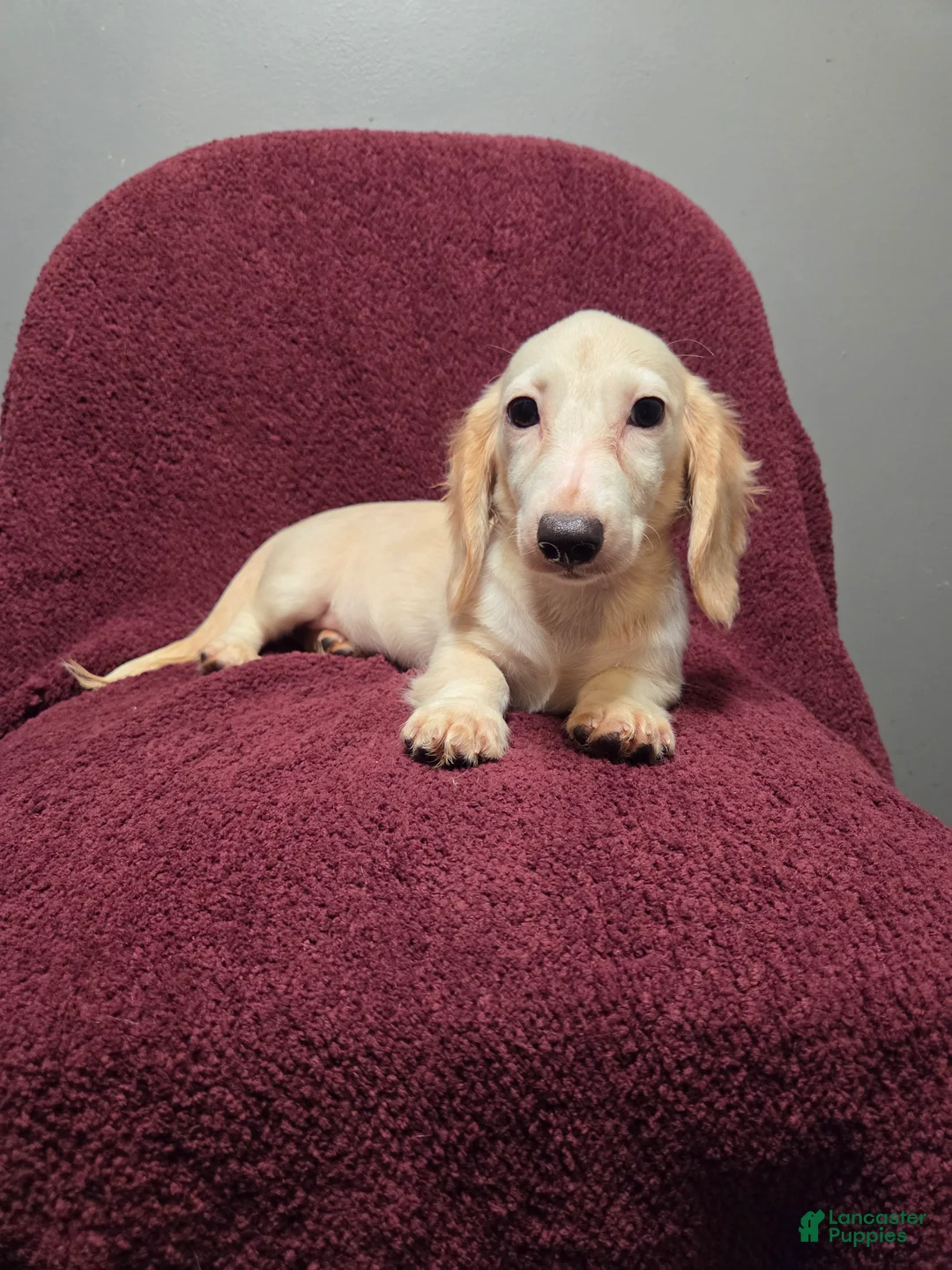 Miniature Dachshund dogs for sale: Sophie - Ad 8