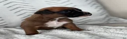 Boxer dogs for sale: Rex - Ad 4