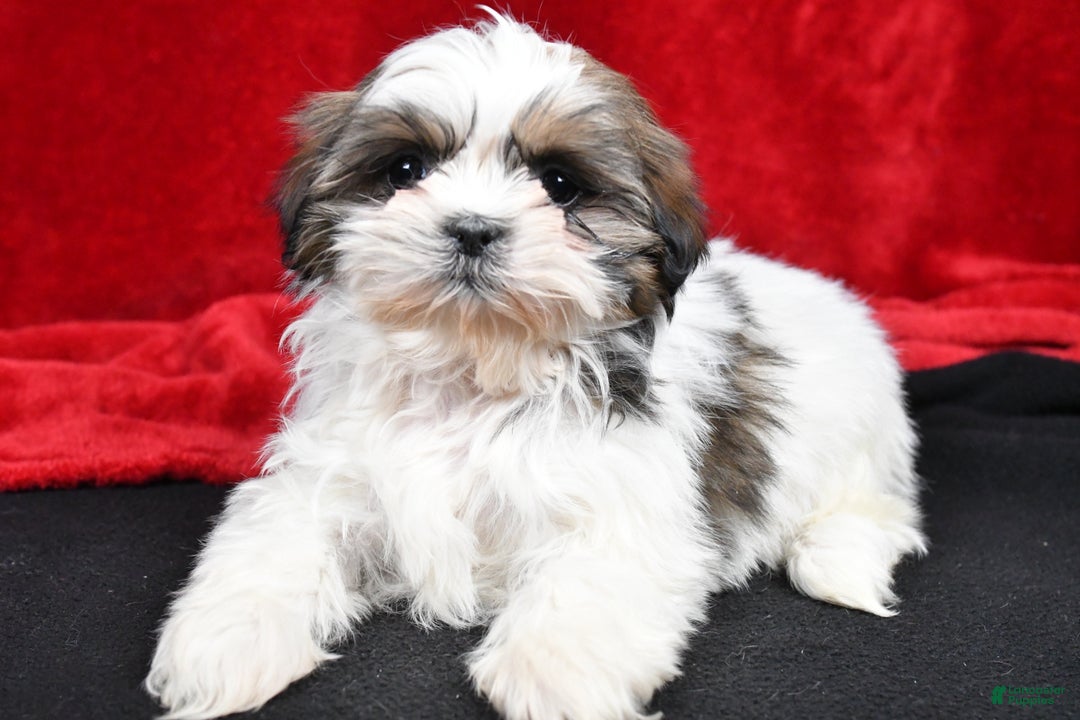 Shih Tzu dogs for sale: Bella - Ad 3
