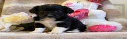 Mixed Breed dogs for sale: Juliet - Ad 3