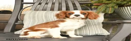 Cavalier King Charles Spaniel dogs for sale: Snickers - Ad 5