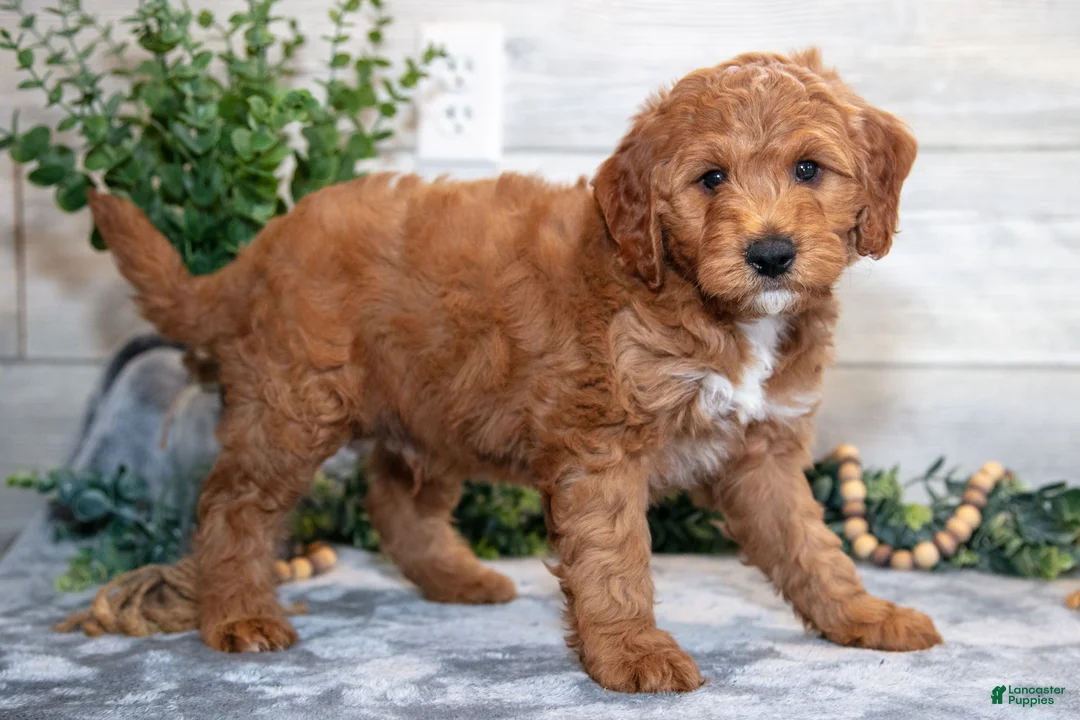 Mini Goldendoodle dogs for sale: Stanley - Ad 3