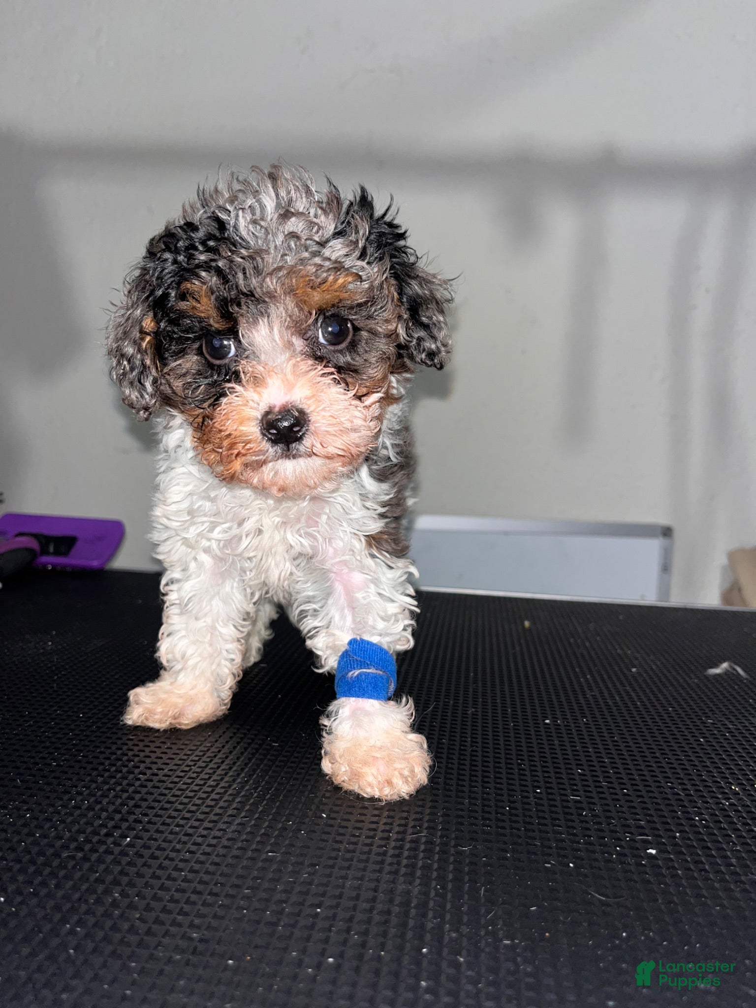 Miniature Poodle dogs Nico - Ad 1