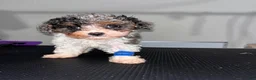 Miniature Poodle dogs for sale: Nico - Ad 1