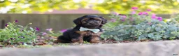 Yorkiepoo dogs for sale: Peter - Ad 4