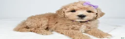 Mini Goldendoodle dogs for sale: Nancy - Ad 6