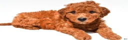Mini Goldendoodle dogs for sale: Freddy  - Ad 7
