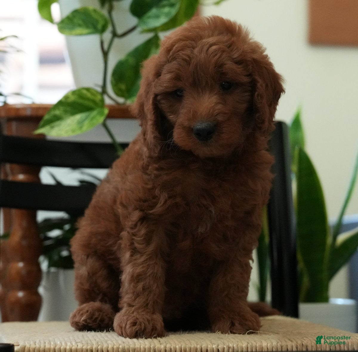 Mini Goldendoodle dogs Jordan - Ad 1