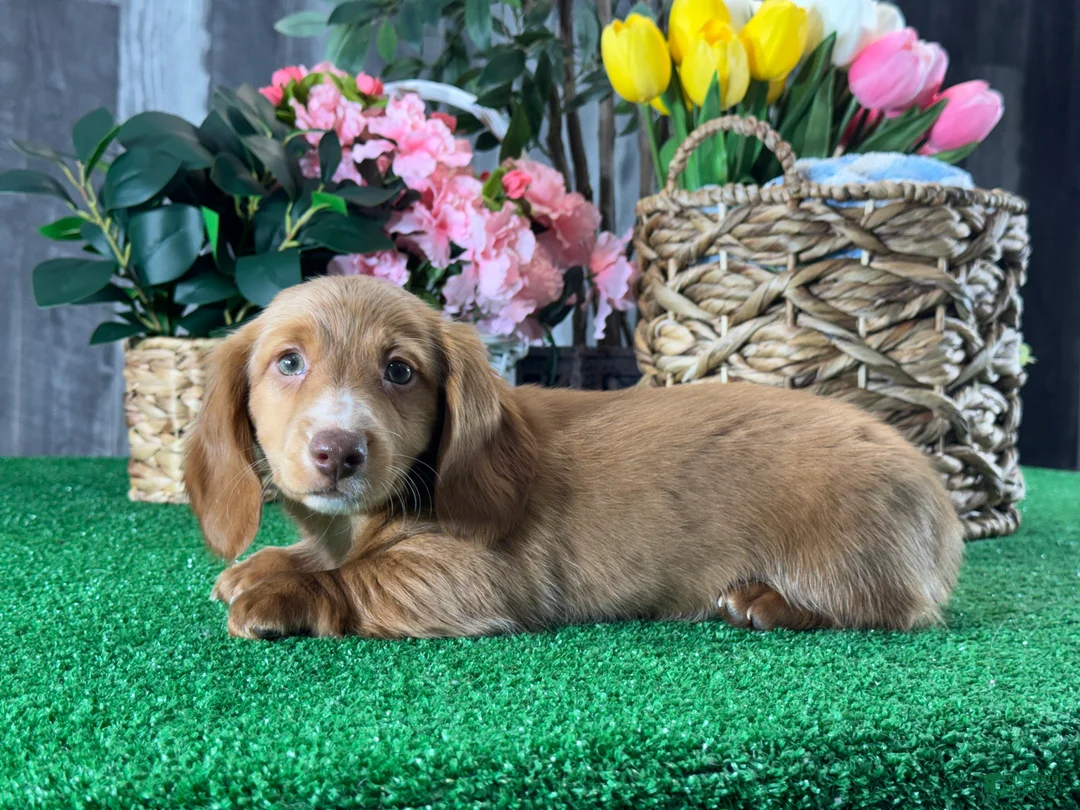 Dachshund dogs for sale: Dylan - Ad 2
