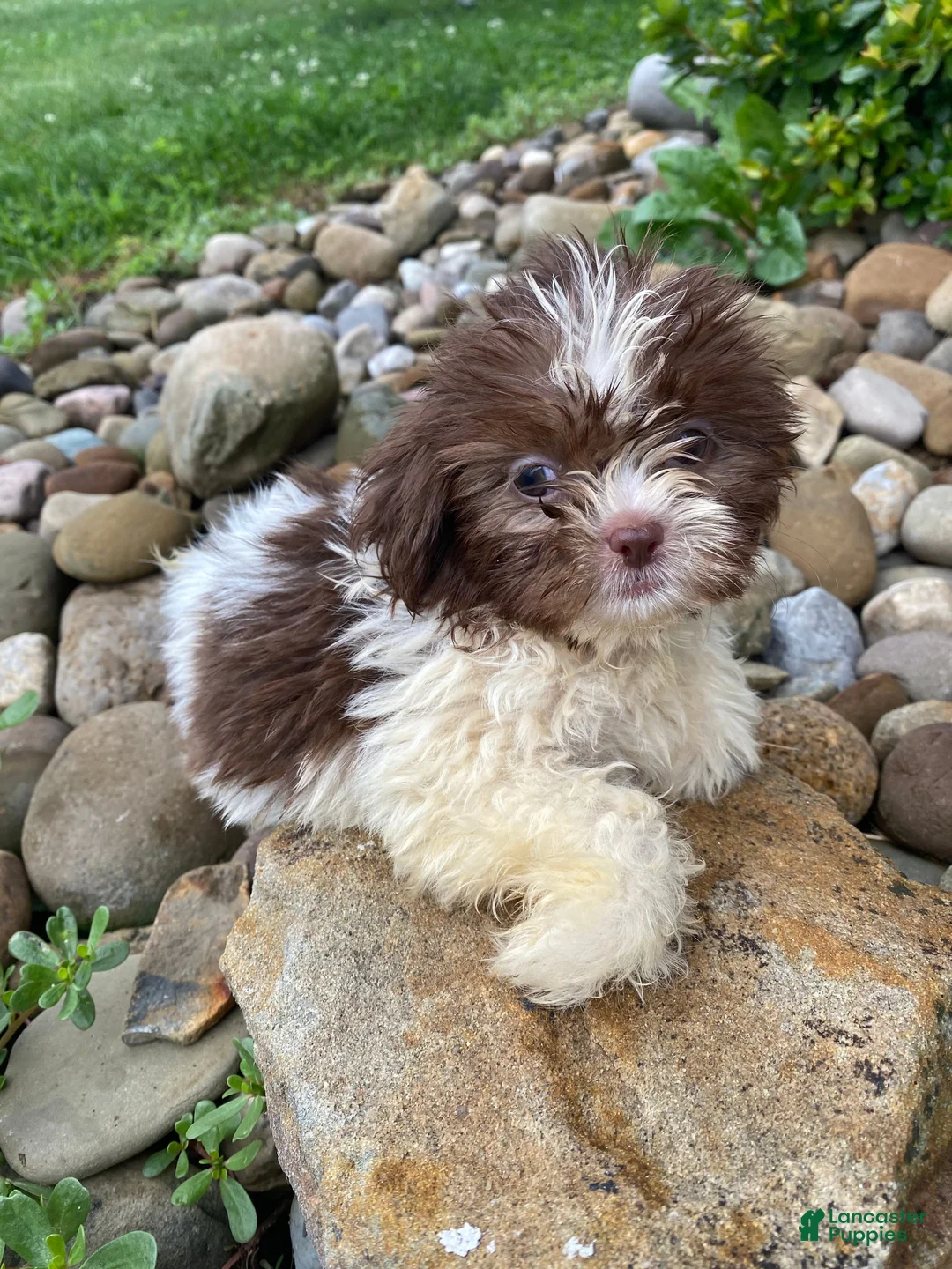 Shih Tzu dogs for sale: Betty - Ad 12