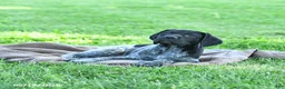 German Shorthaired Pointer dogs for sale: Gizmo - Ad 5