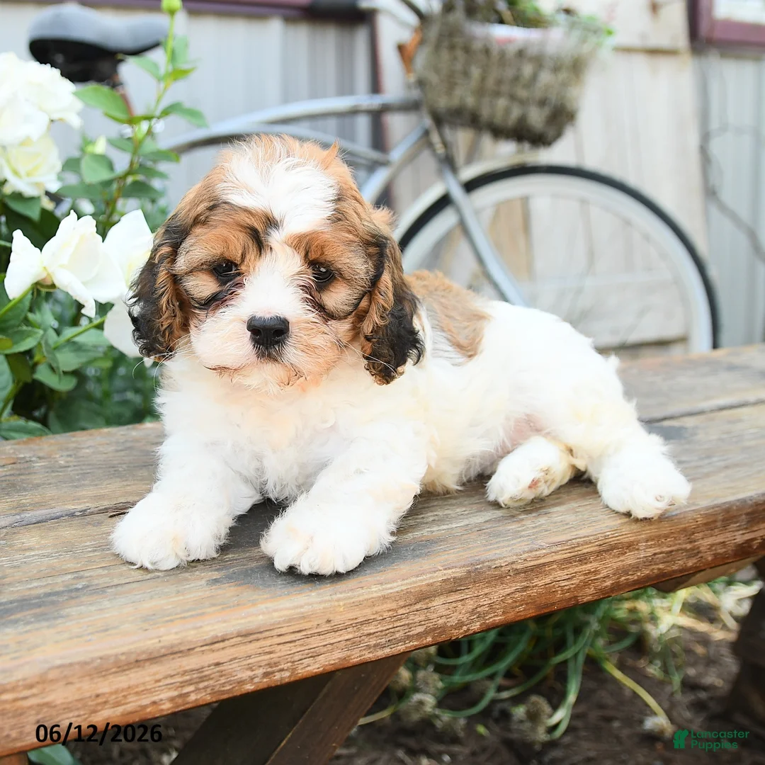 Cavachon dogs for sale: Watcher - Ad 3