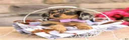 Miniature Dachshund dogs for sale: Marley - Ad 13