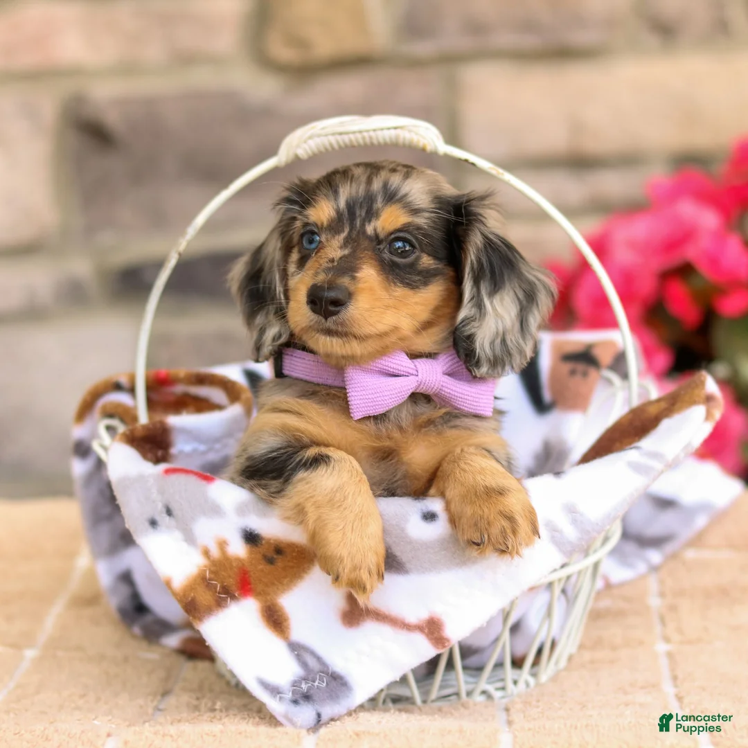 Miniature Dachshund dogs for sale: Marley - Ad 13