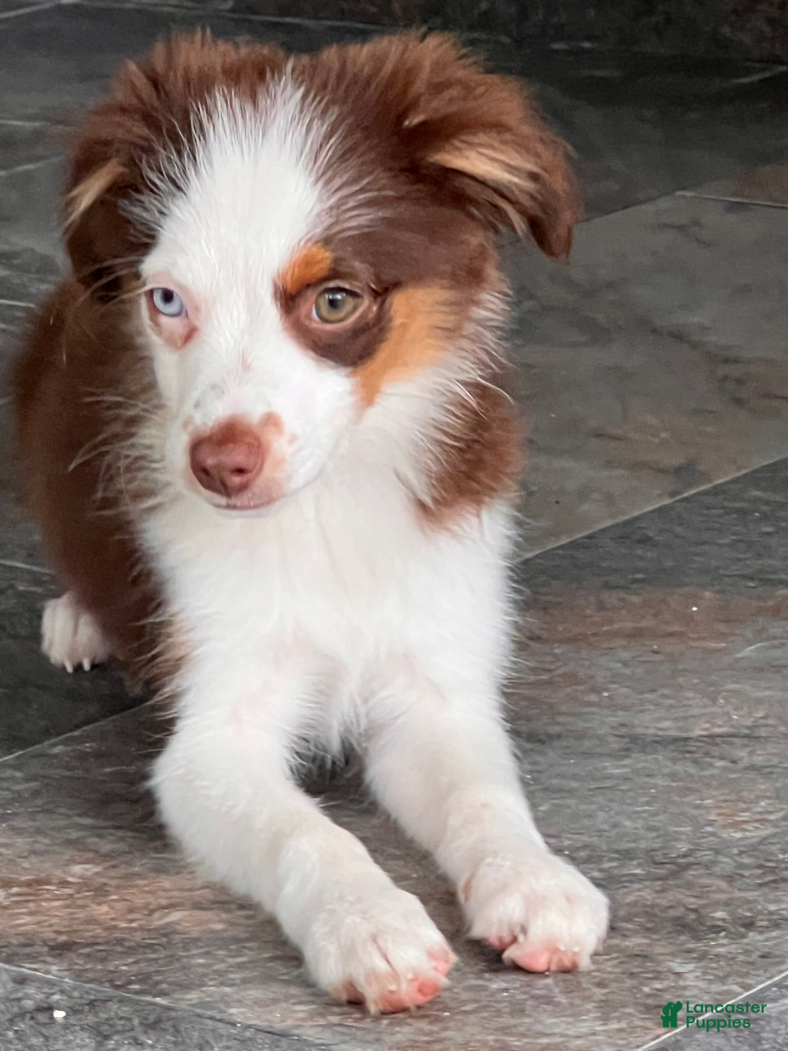 Miniature Australian Shepherd dogs Miniature Australian Shepherd 1 - Ad 1