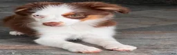 Miniature Australian Shepherd dogs for sale: Miniature Australian Shepherd 1 - Ad 1