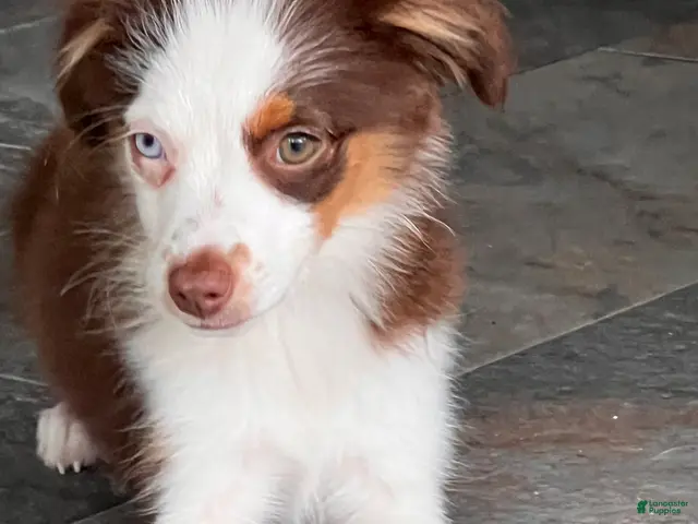 Miniature Australian Shepherd dogs Miniature Australian Shepherd 1 - Ad 1